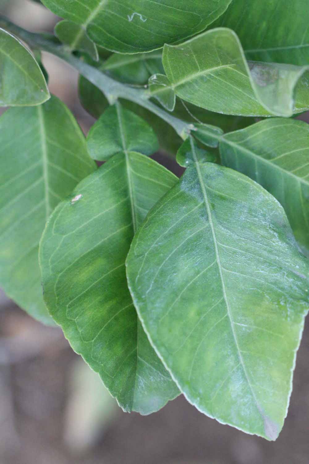            Shade leaves (Moanalua, Riverside, CA)   
